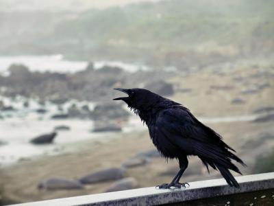 MAGAs off their meds