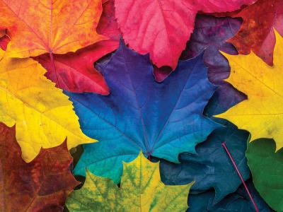Fall LGBTQ+ Events Calendar